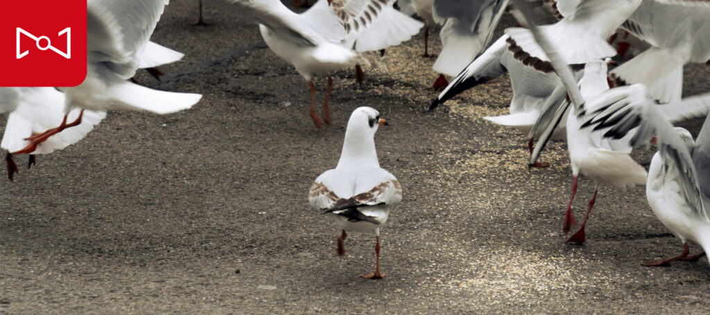 birds flocking together 
